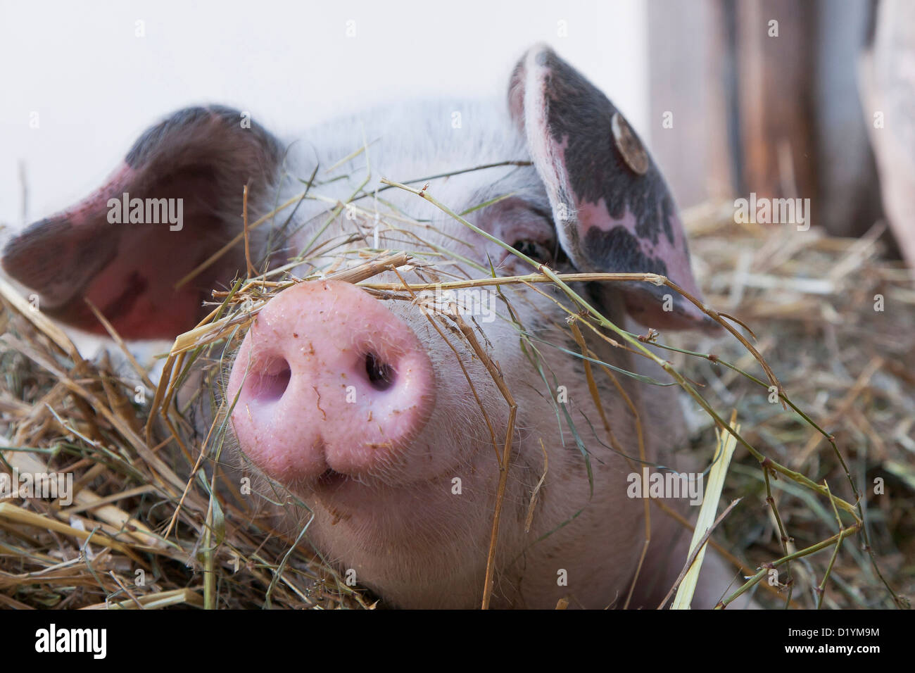 Bentheim schwarz Pied im Stroh, Porträt Stockfoto