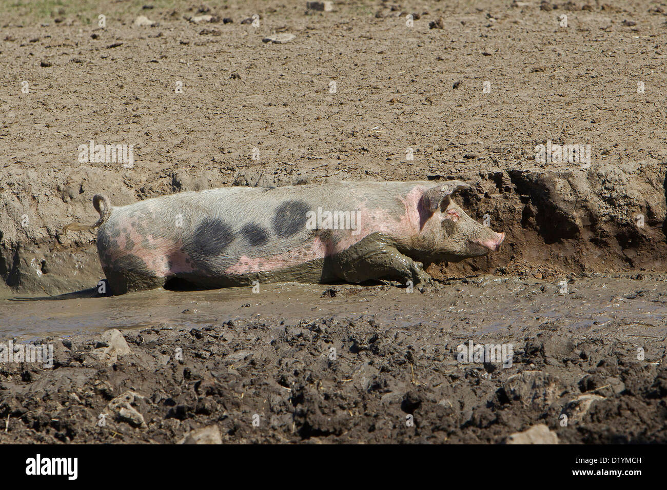 Bentheim schwarz Pied im Schlamm suhlen Stockfoto