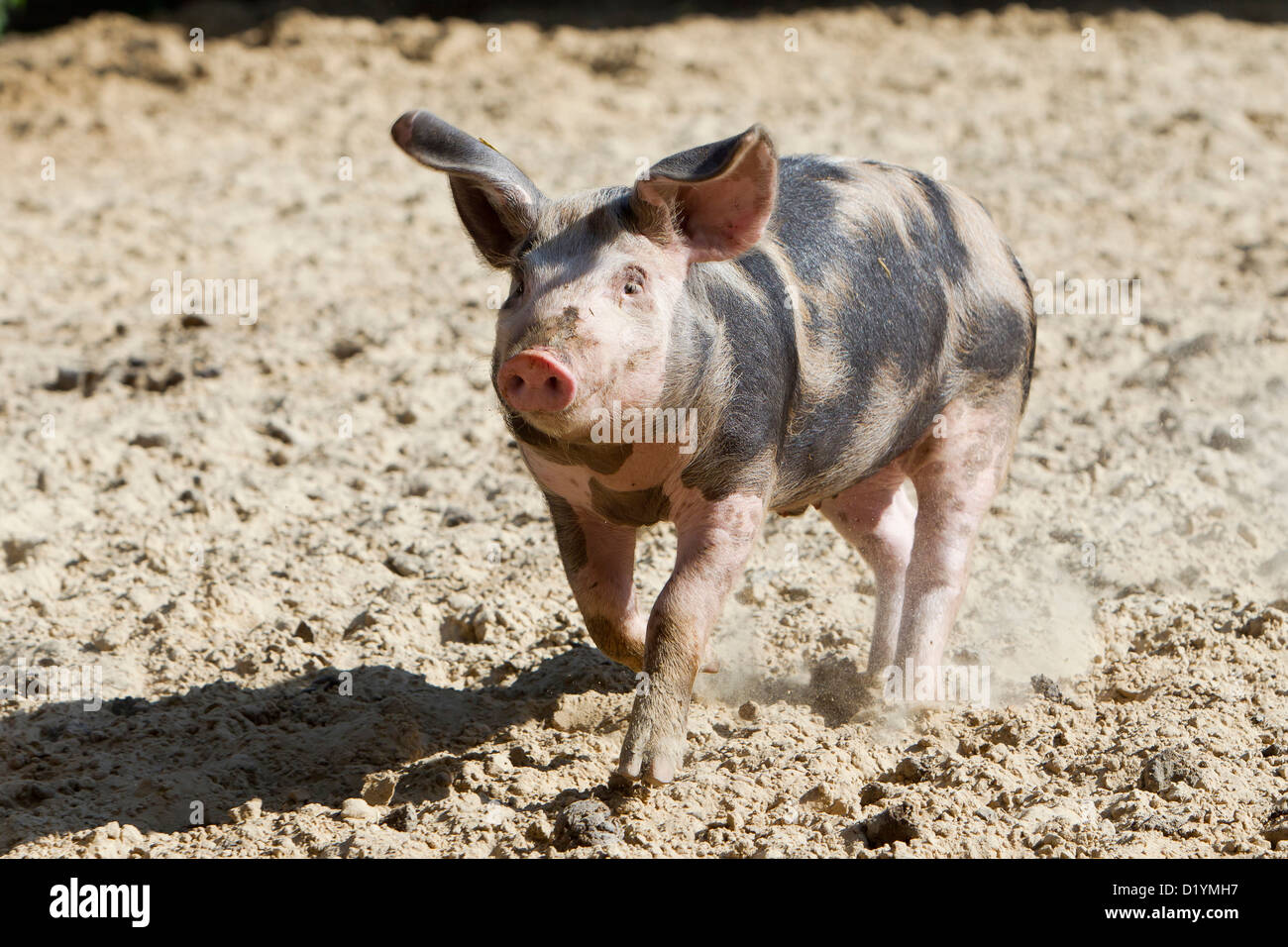 Bentheim schwarz Pied. Juvenile läuft in einem sandigen laufen Stockfoto