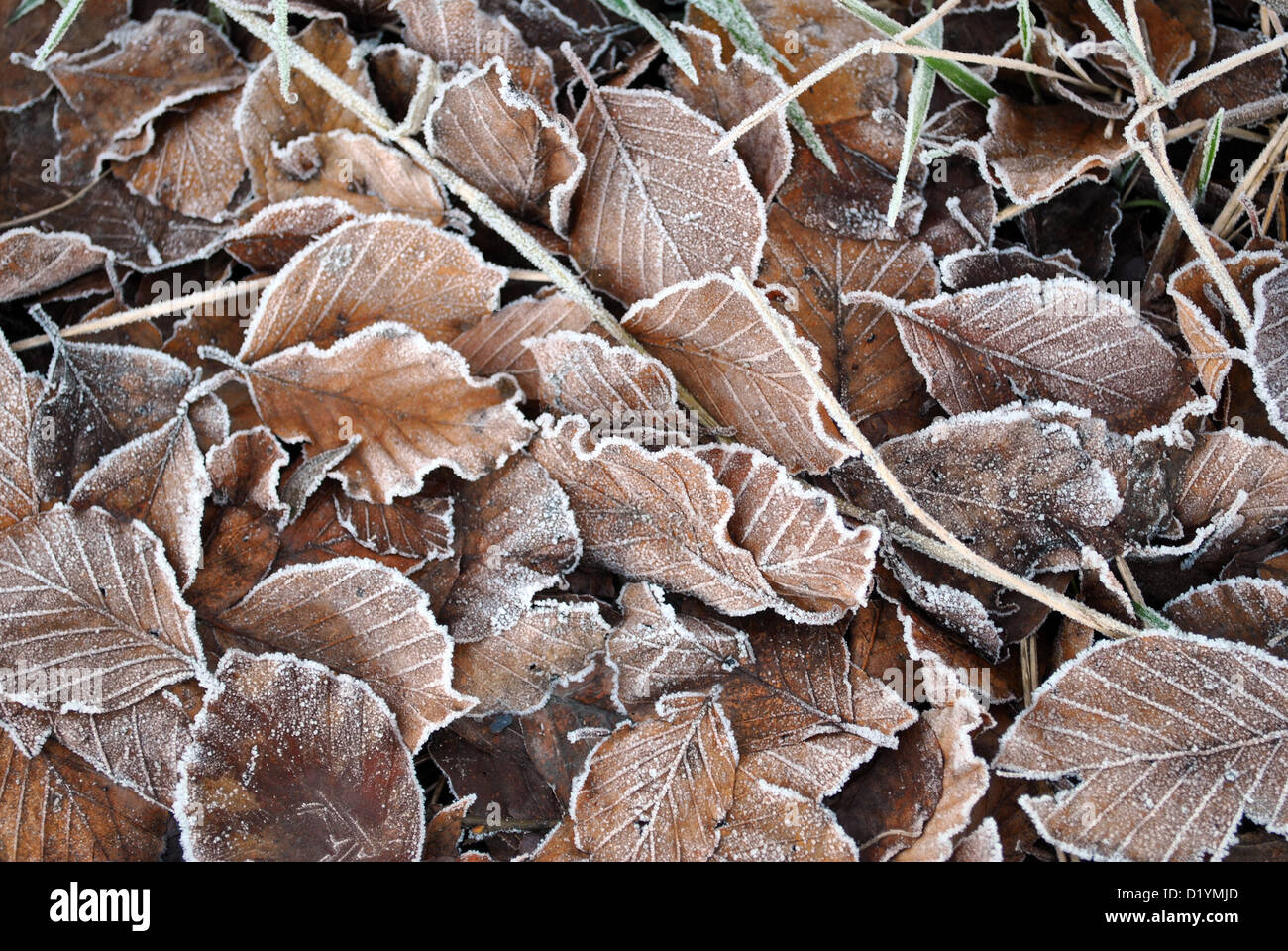 natürlichen Hintergrund gefrorenen Strand verlässt Stockfoto