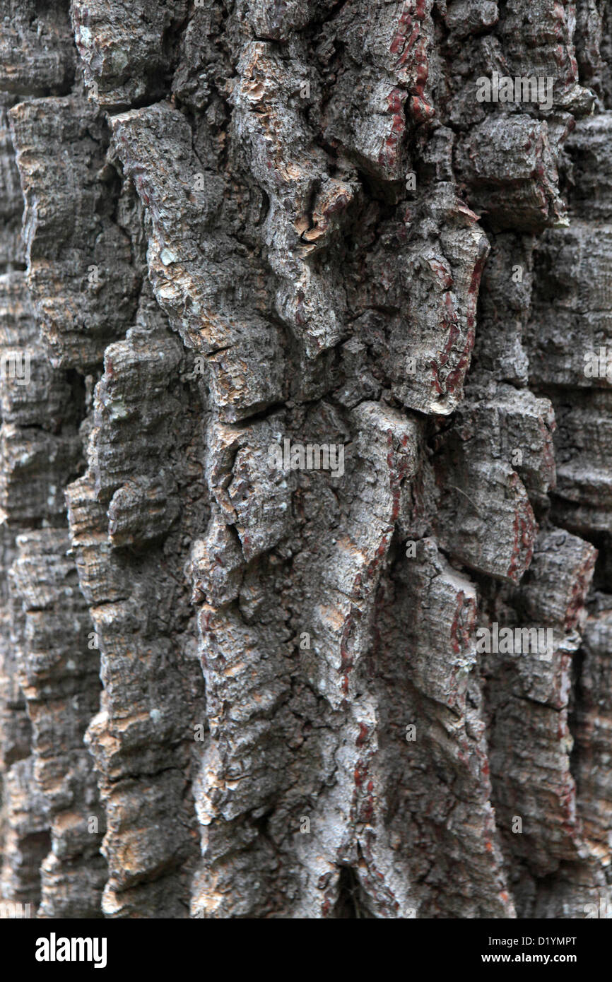 Nahaufnahme der Baum Rinde Textur, geeignet für Hintergrund Naturform, Teneriffa. Stockfoto