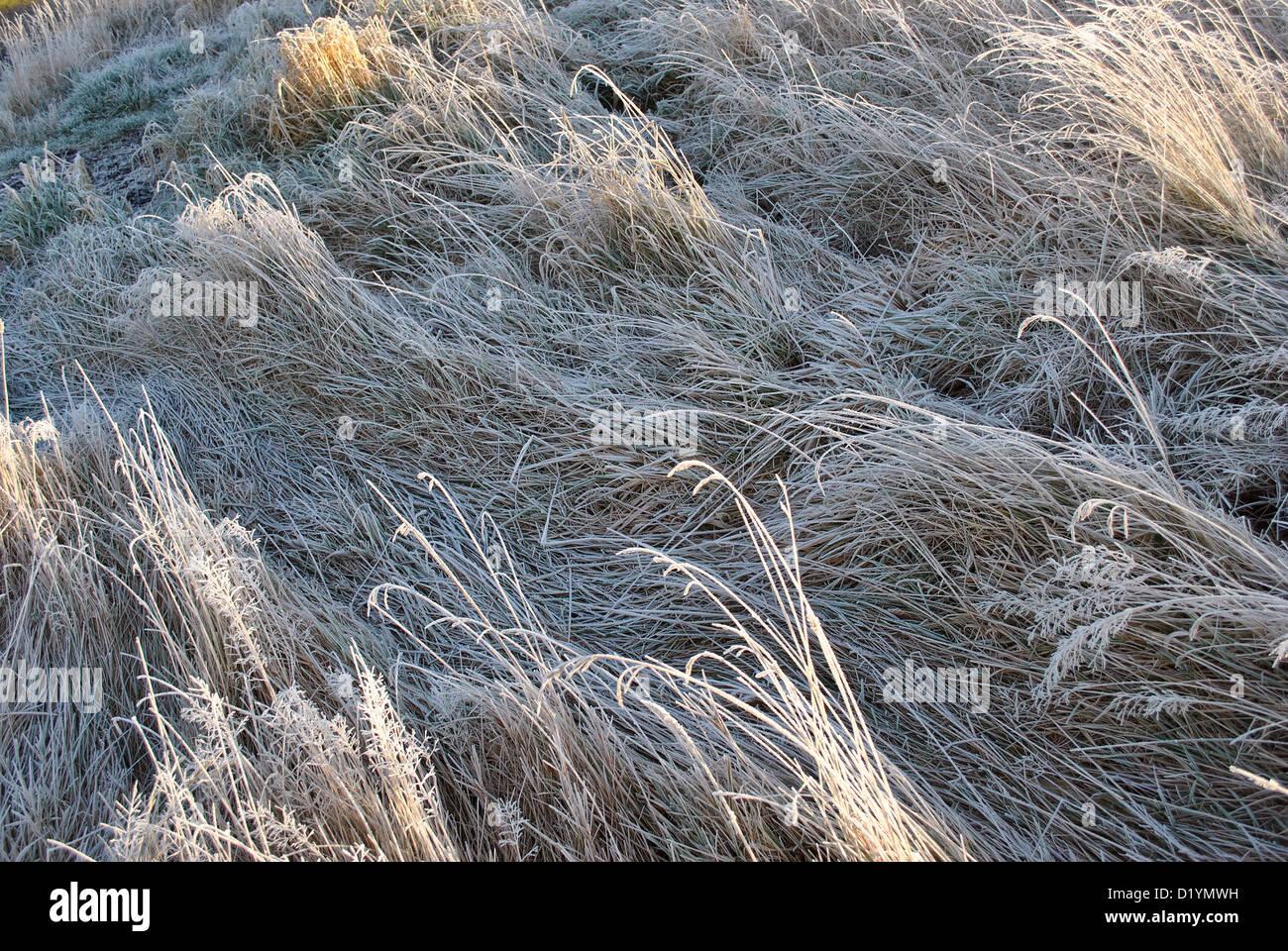 Hintergrund, die gefrorenen Rasen Stockfoto