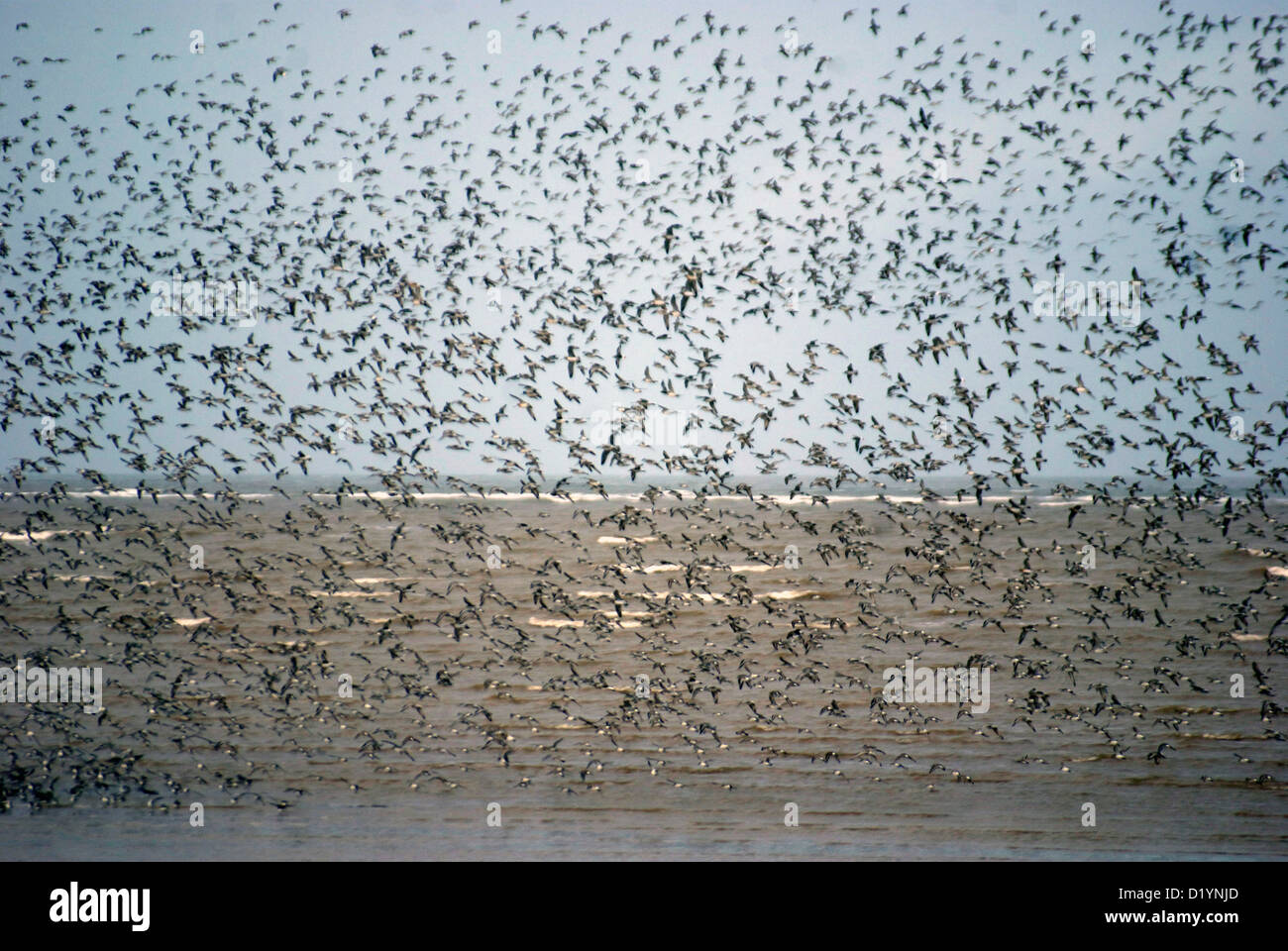 Vogelschwarm Meer fliegen über das Meer vor blauem Himmel Stockfoto