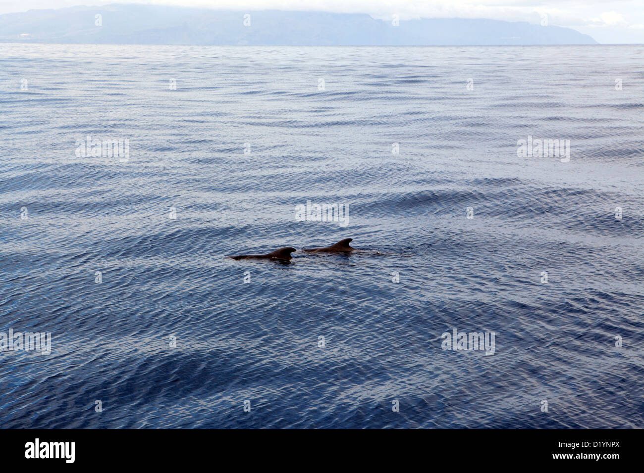 Paar von Grindwalen schwimmen in das ruhige blaue Meer aus Teneriffa, Kanarische Inseln, Whale-watching Bootsfahrt Stockfoto