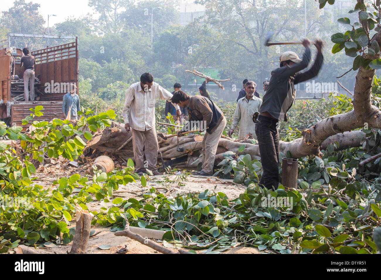 Abholzen von Bäumen und Holz zu sammeln in der Nähe von Delhi, Indien Stockfoto