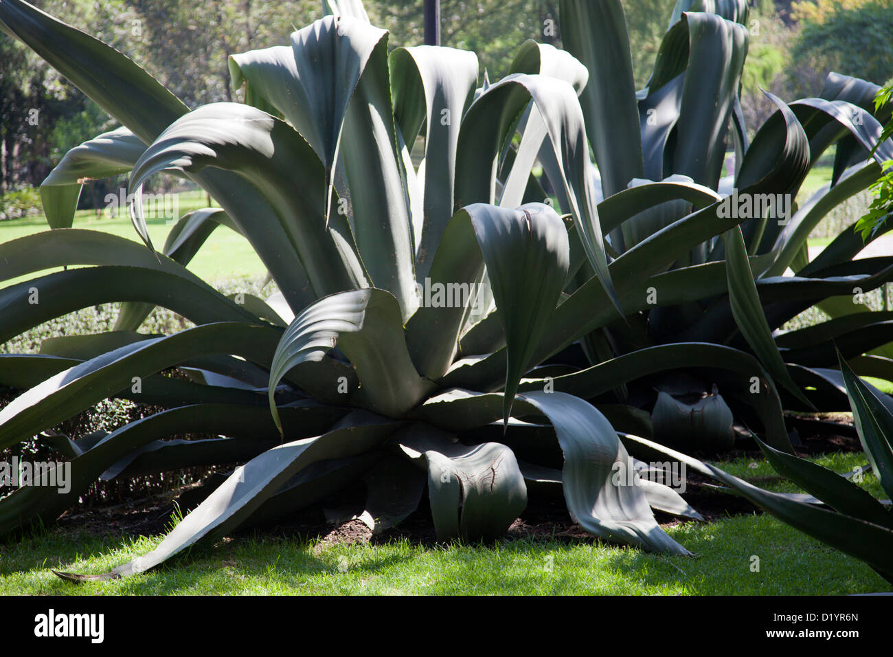 Groe Sukulente (Aloe Vera) und die Landschaft der gis, die in der Trkei  gefangen ist. Wilde Pflanzen und Bume an einem sonnigen Sommertag  Stockfotografie - Alamy