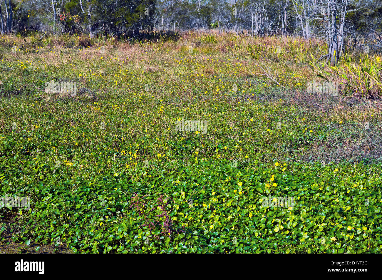 Teppich aus Wasserpflanzen, Jean Lafitte nationaler historischer Park und Konserve, Louisiana, USA, Nordamerika Stockfoto