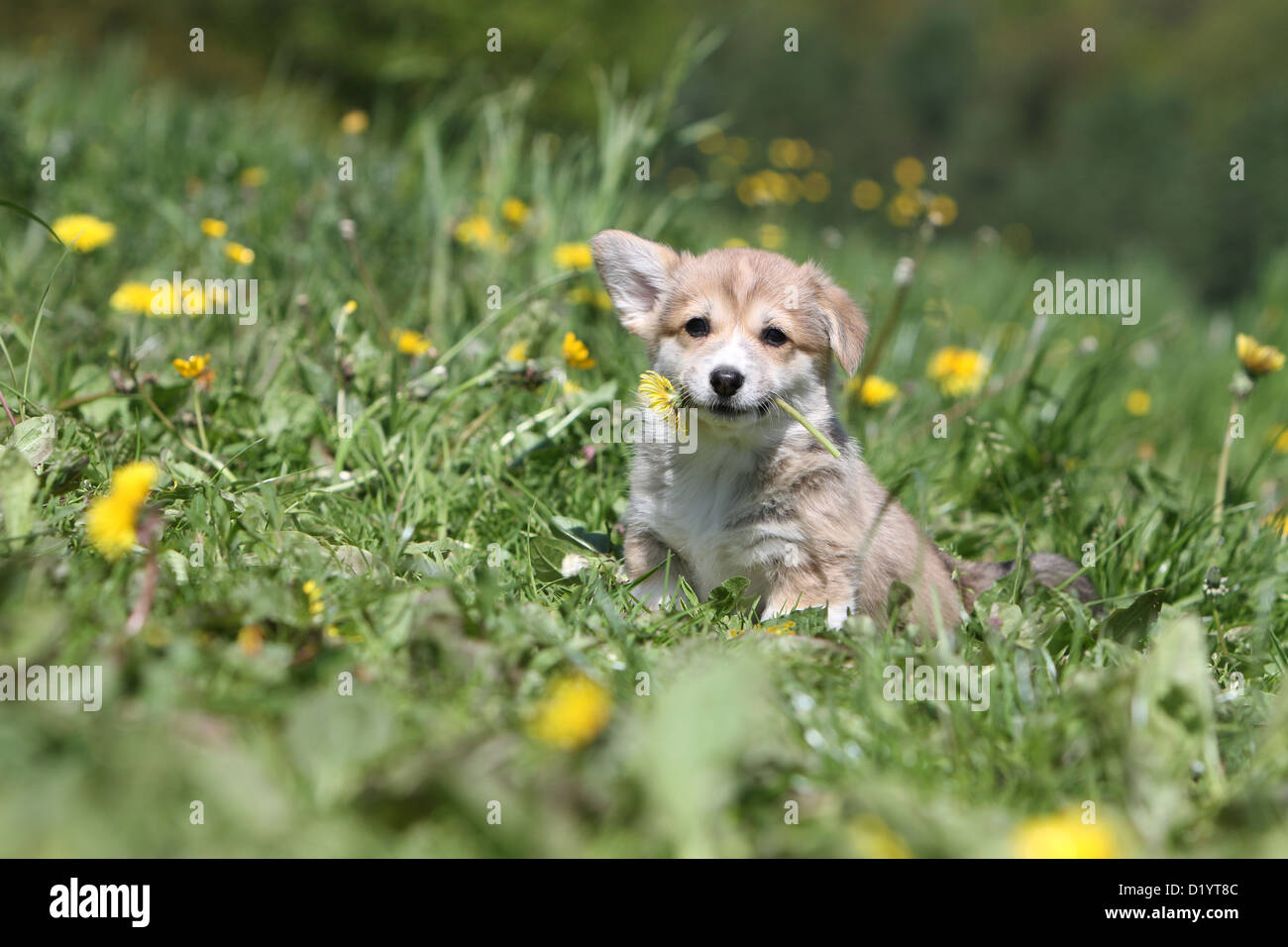 Hund Pembroke Welsh Corgi Welpen sitzen auf einer Wiese Stockfoto