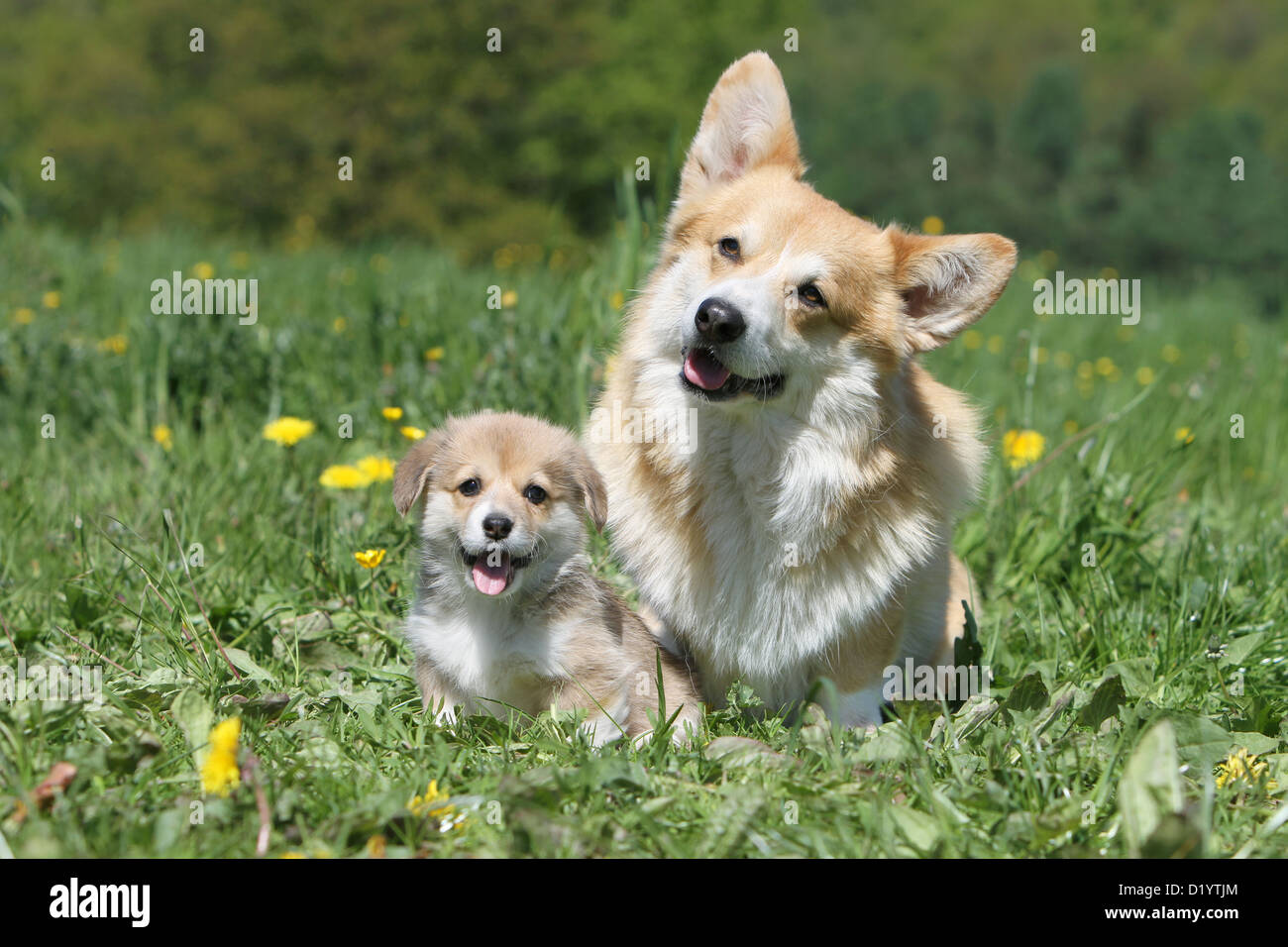 Pembroke Welsh Corgi Erwachsenen Hund und Welpen sitzen auf einer Wiese Stockfoto