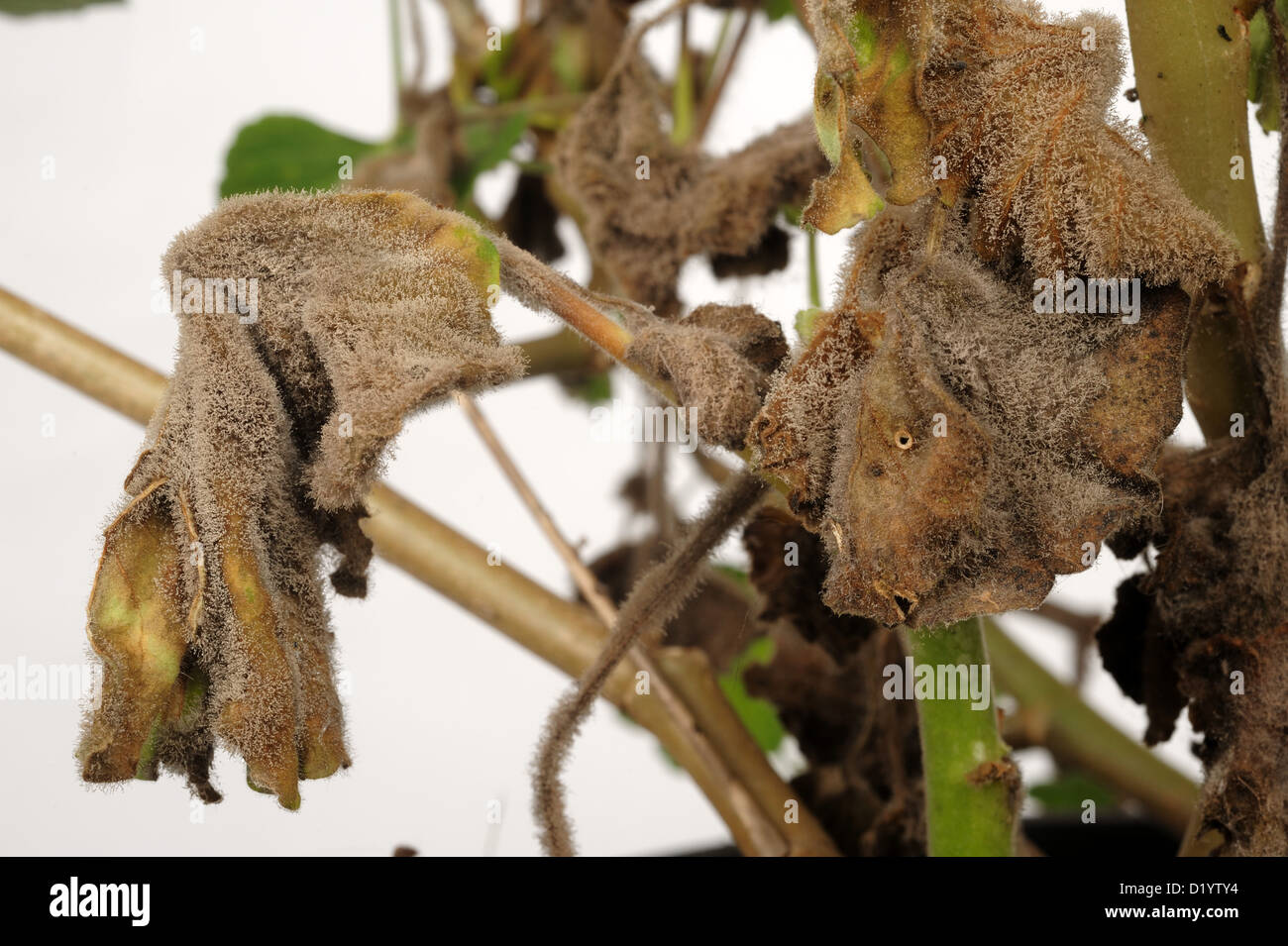 Sporen Grauschimmel (Grauschimmel) auf Reife Pelargonium Topfpflanze Stockfoto