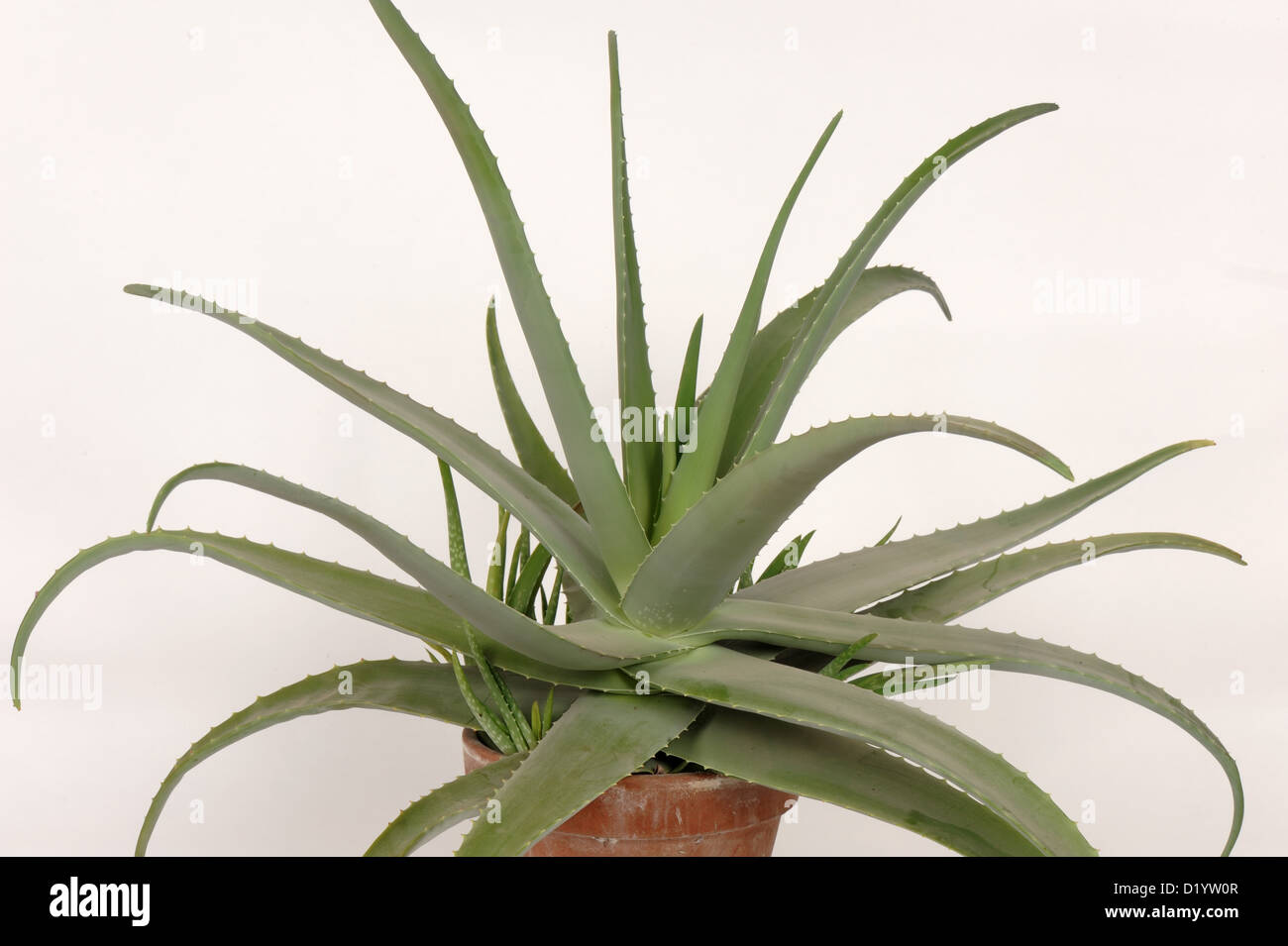 Aloe Vera Topfpflanze mit fleischigen Sukkulenten Blättern, Zier- und Heilpflanzen Stockfoto