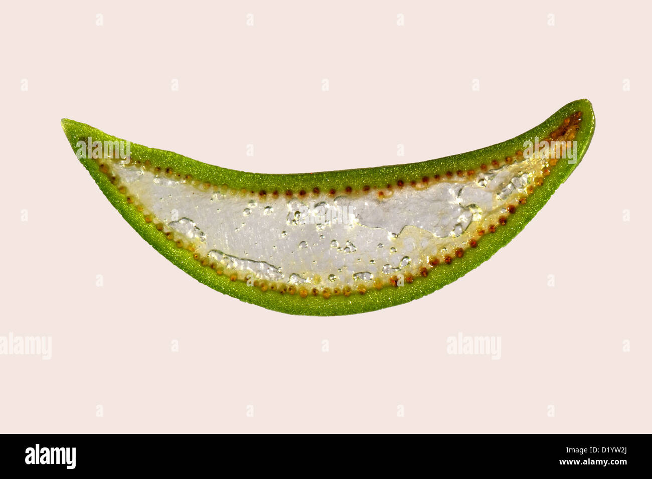 anthurium veitchii care Anthurium veitchii – The Plant Lady SF main image 1