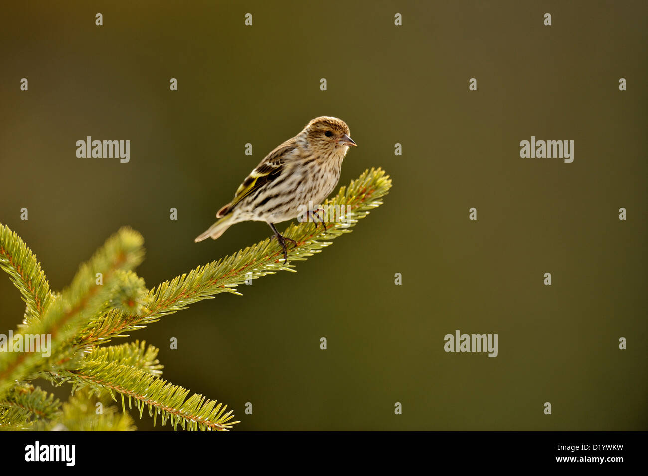 Kiefer siskin (spinus Pinus) Winter Besucher, Greater Sudbury, Ontario, Kanada Stockfoto