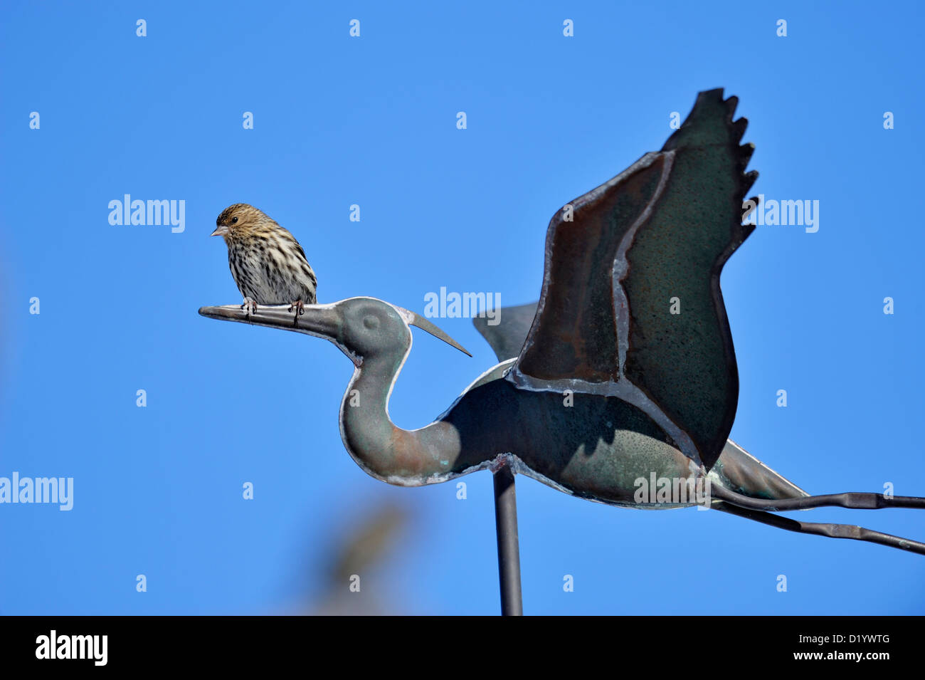 Kiefer siskin (spinus Pinus) Winter Besucher, Greater Sudbury, Ontario, Kanada Stockfoto