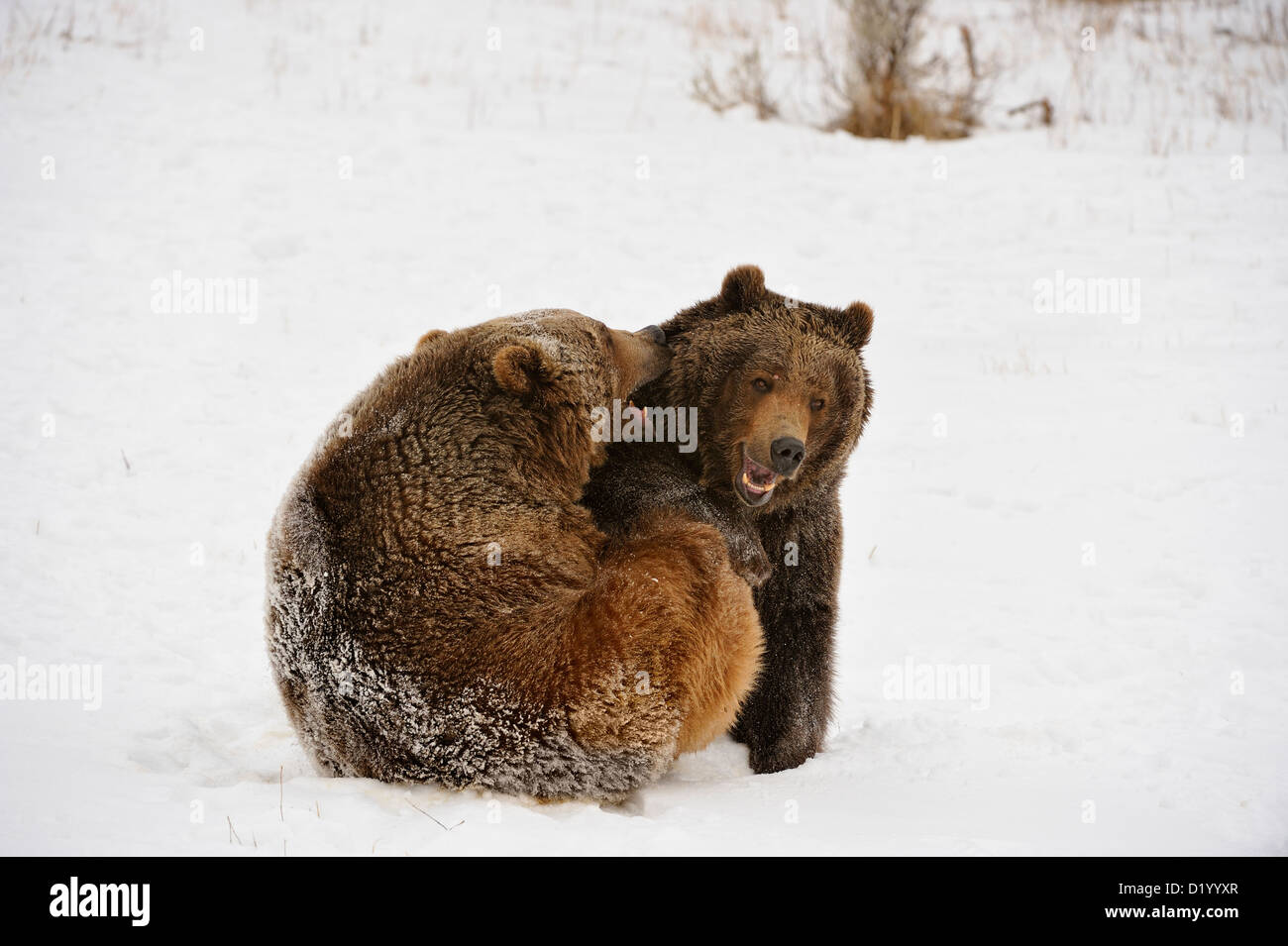 Grizzly Bear (Ursus arctos) Geschwister ringen, spielen, kämpfen, Captive angehoben Muster, Bozeman, Montana, USA Stockfoto