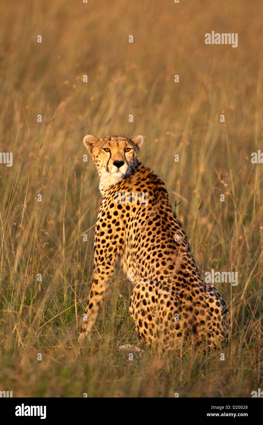 Gepard, Masai Mara, Kenia Stockfoto