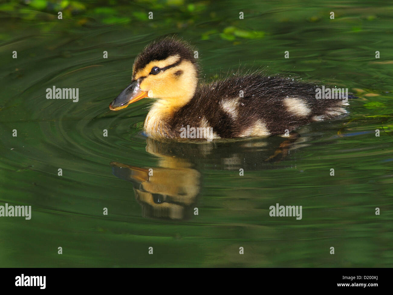 Stockente Entchen schwimmen auf dem Teich. Dorset, UK April 2010 Stockfoto