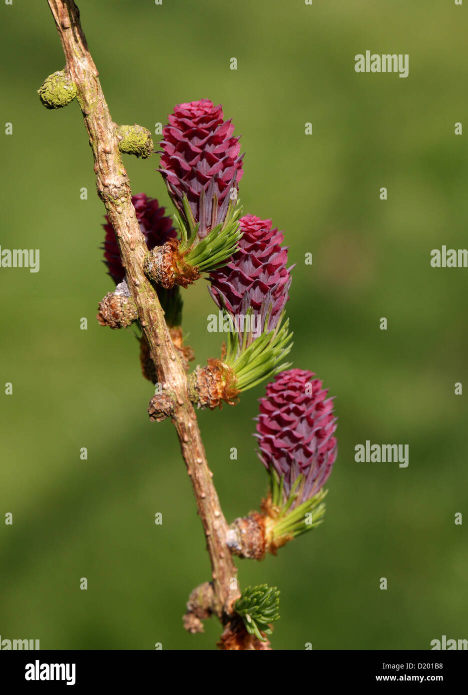 Europäische Lärche, Larix Decidua, Tannenbäumen. Europa. Stockfoto