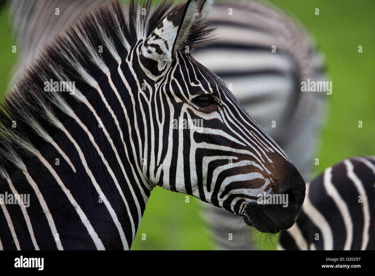Wilde Zebras Stockfoto