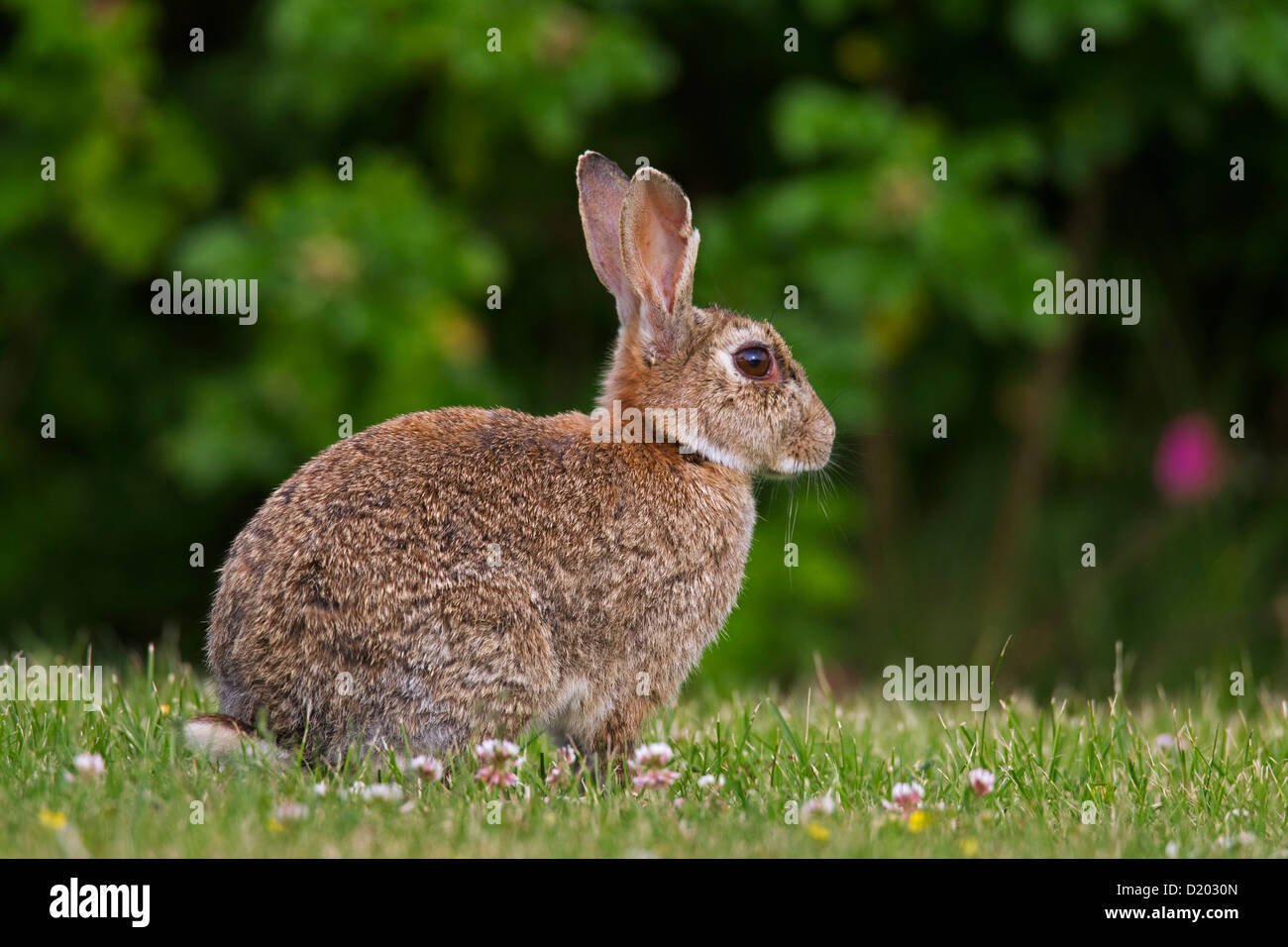 Europäische Kaninchen / gemeinsame Kaninchen (Oryctolagus Cuniculus) sitzen in der Wiese am Waldrand Stockfoto