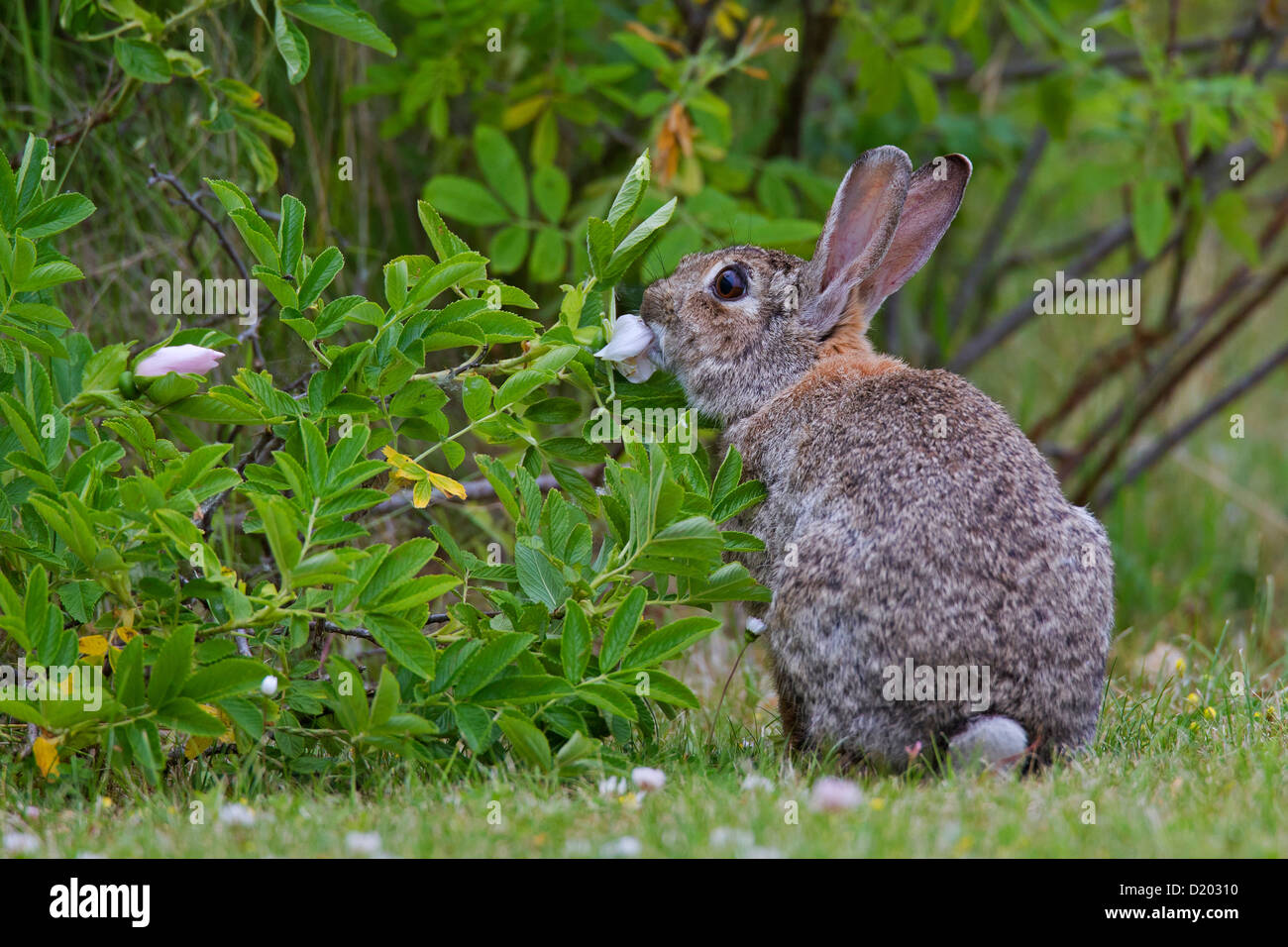 Europäische Kaninchen / gemeinsame Kaninchen (Oryctolagus Cuniculus) Blume von Bush im Bereich Essen Stockfoto