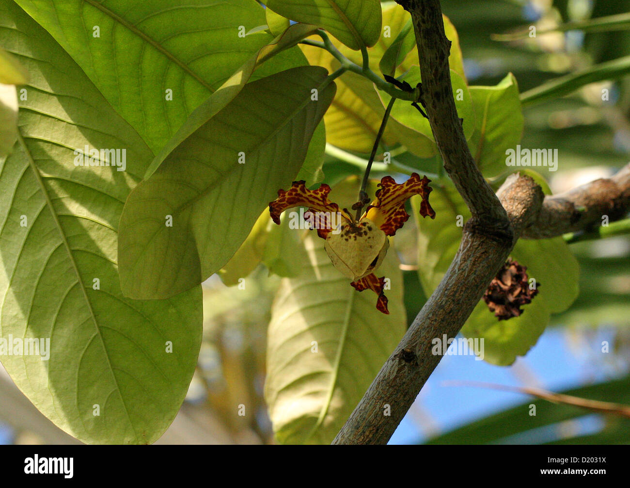Blume des afrikanischen Orchidee Muskatnuss-Baum, Monodora Myristica, Annonaceae, aka Jamaica Muskatnuss oder Kalebasse Muskatnuss. Afrika. Stockfoto