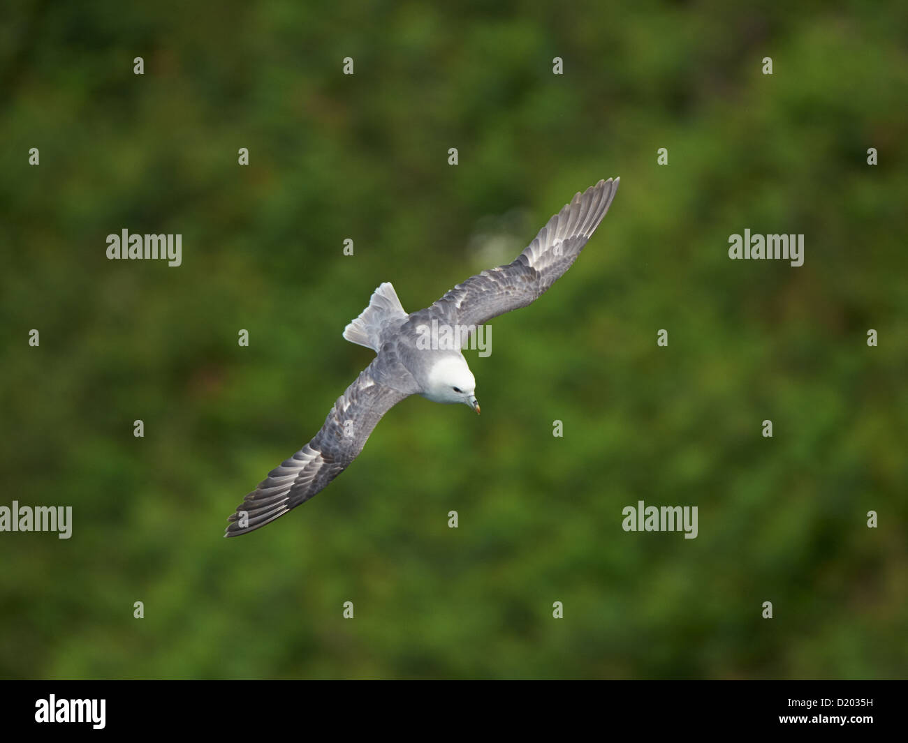 Fulmar im Flug Stockfoto