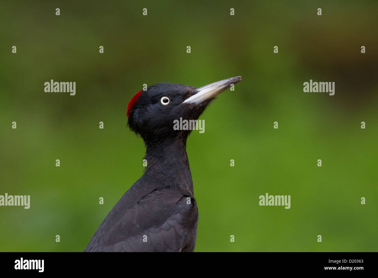 Weiblicher schwarzer Specht Dryocopus martius Stockfoto