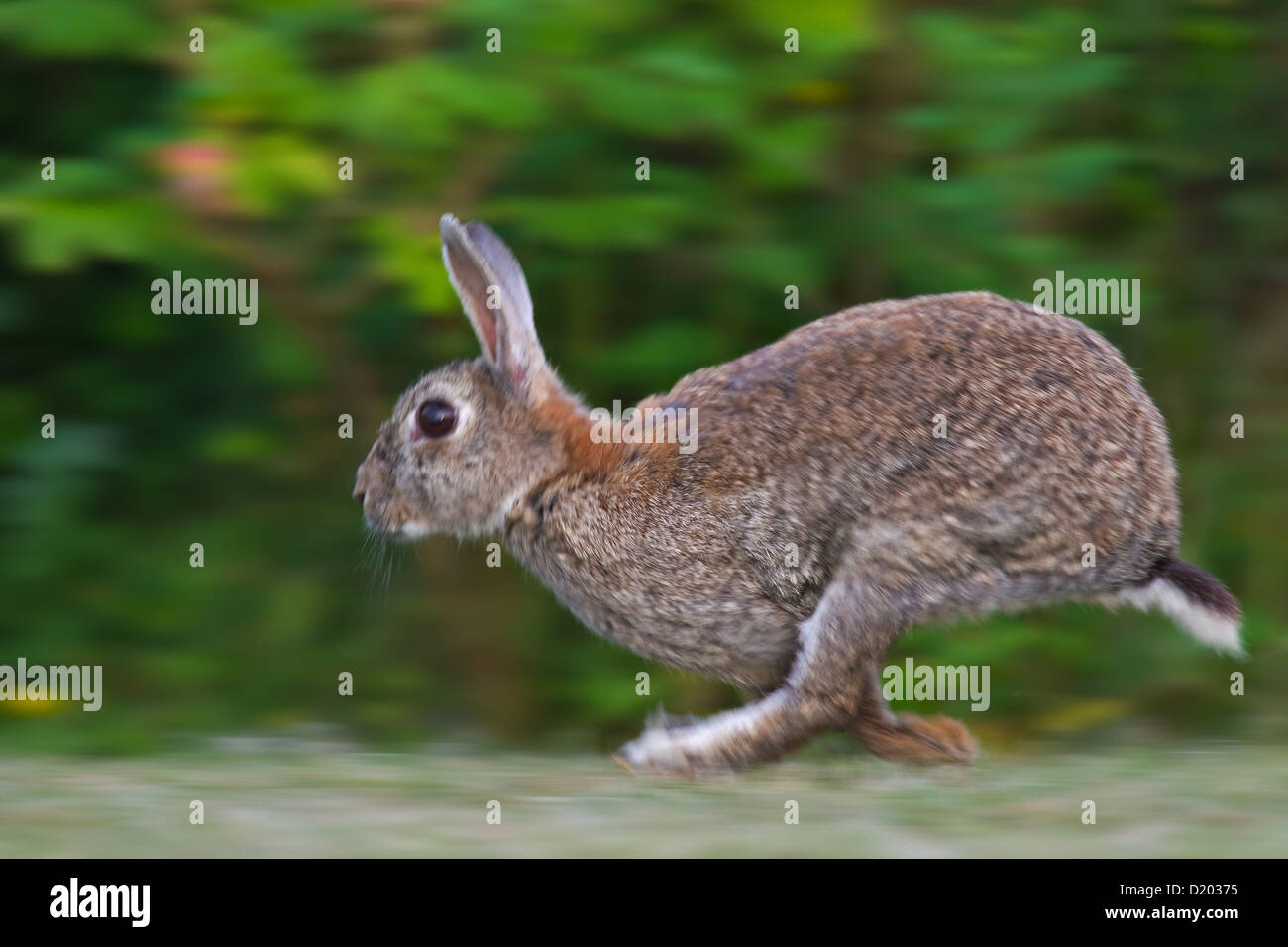 Europäische Kaninchen / gemeinsame Kaninchen (Oryctolagus Cuniculus) läuft fast im Feld am Waldrand Stockfoto