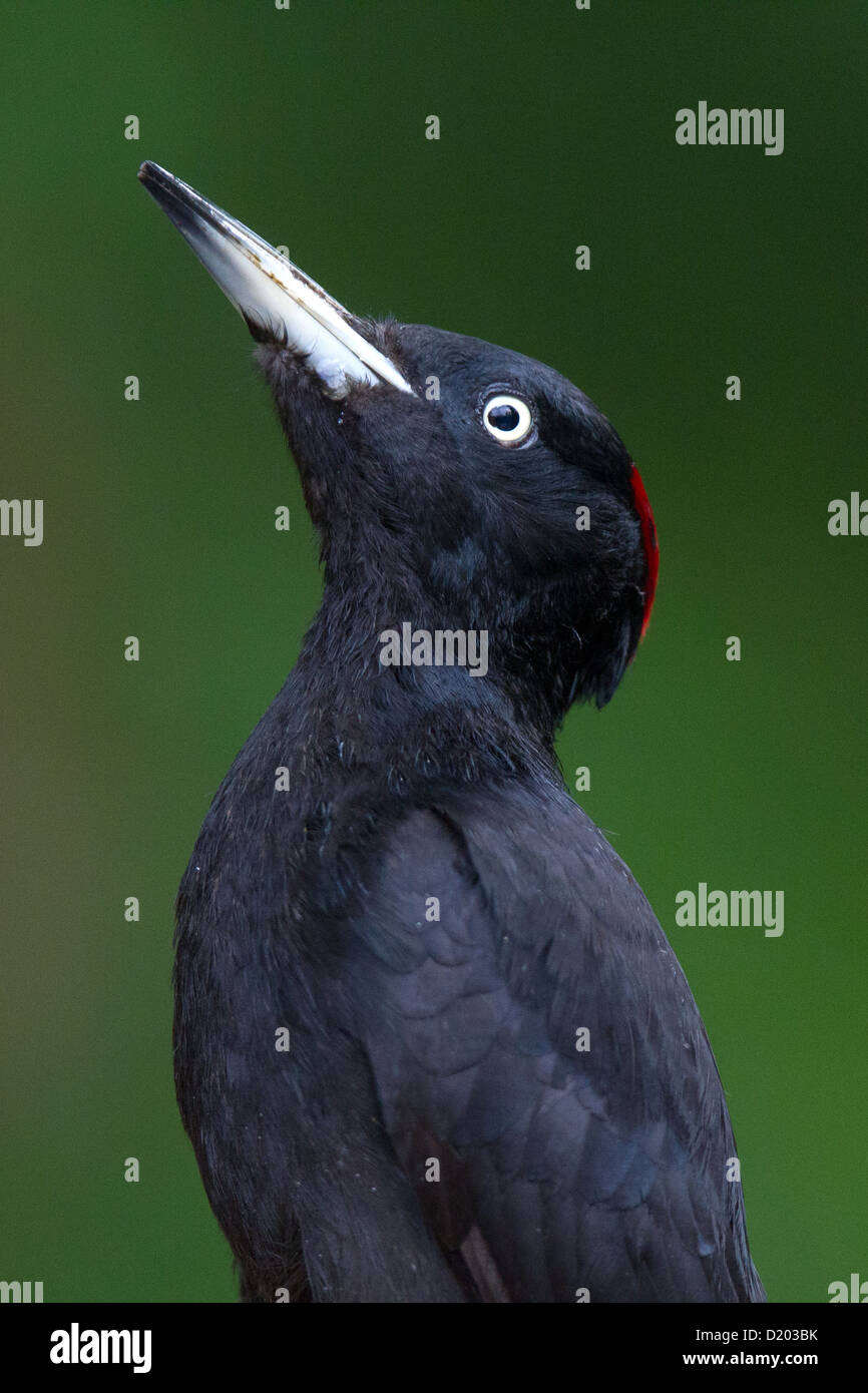 Weiblicher schwarzer Specht Dryocopus martius Stockfoto