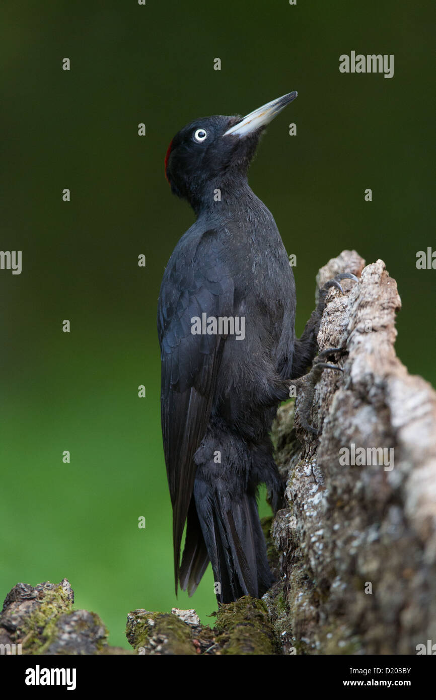 Weiblicher schwarzer Specht Dryocopus martius Stockfoto