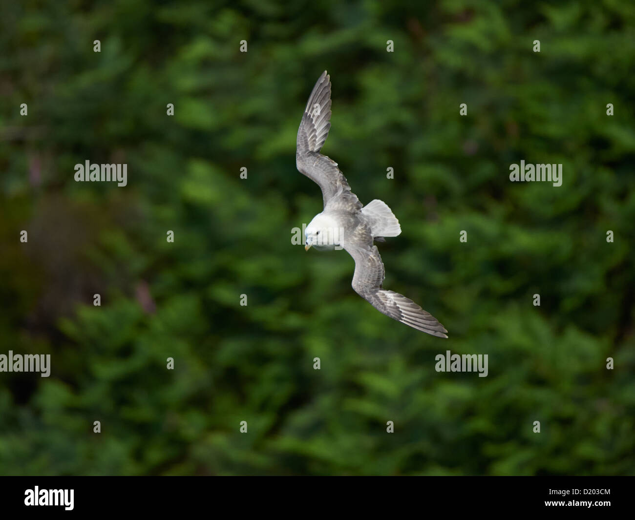 Fulmar im Flug Stockfoto