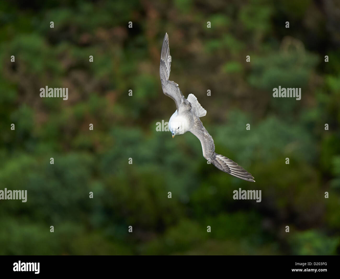 Fulmar im Flug Stockfoto