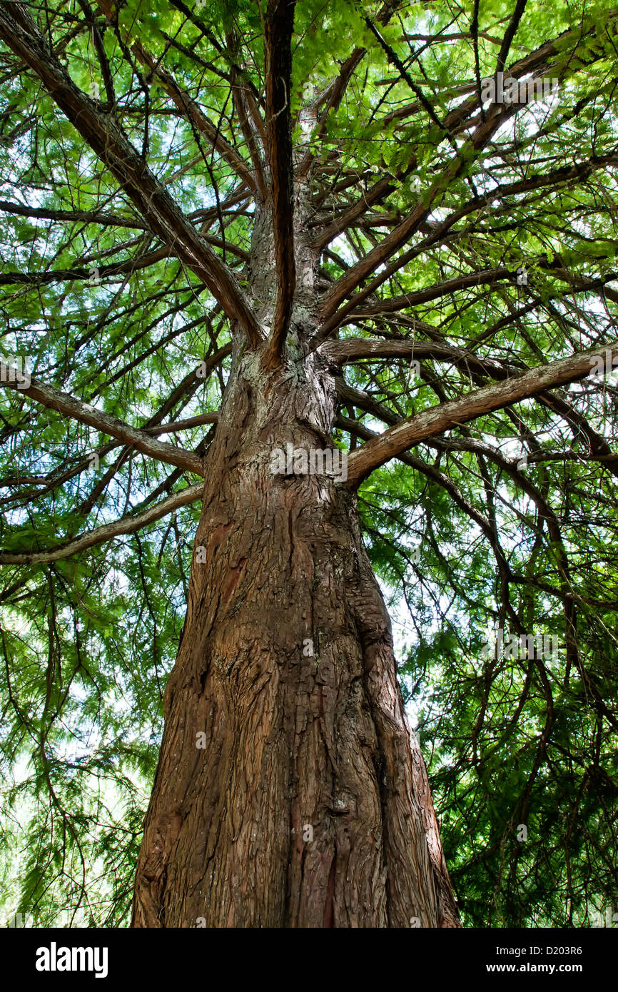 Kahle Zypresse schaute nach oben, Taxodium Distichum. Stockfoto