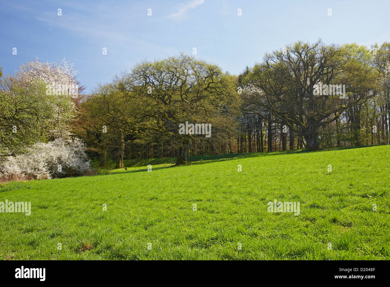 Alten Eichen in der Nähe von Tholey, Naturdenkmal, Saarland, Deutschland, Europa Stockfoto