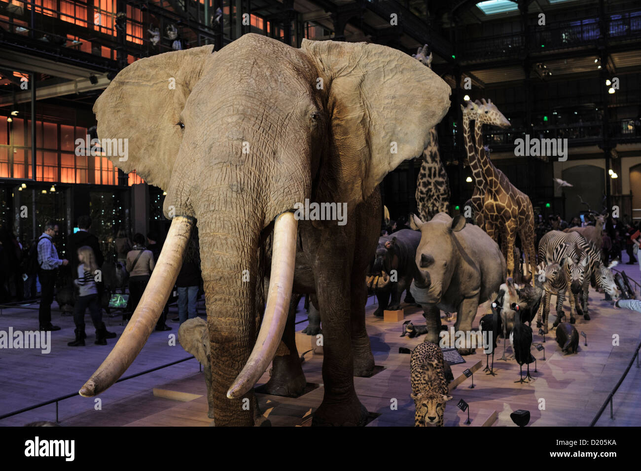 Präparierten Tieren, Grande Galerie de l'Évolution (Great Hall of Evolution), Paris Museum of Natural History, Paris, Frankreich Stockfoto