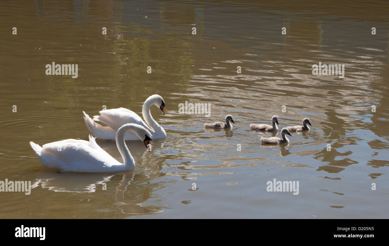 Ein paar Höckerschwäne und vier Cygnets auf der Kennet und Avon Kanal in Wiltshire, England. Stockfoto