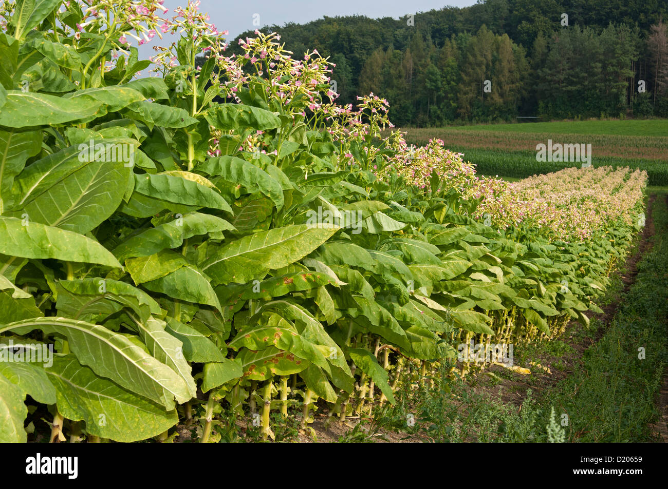 Anbau von gemeinsamen Tabak (Nicotiana Tabacum), Feld im Schweizer Mittelland, Kanton Zürich, Schweiz Stockfoto