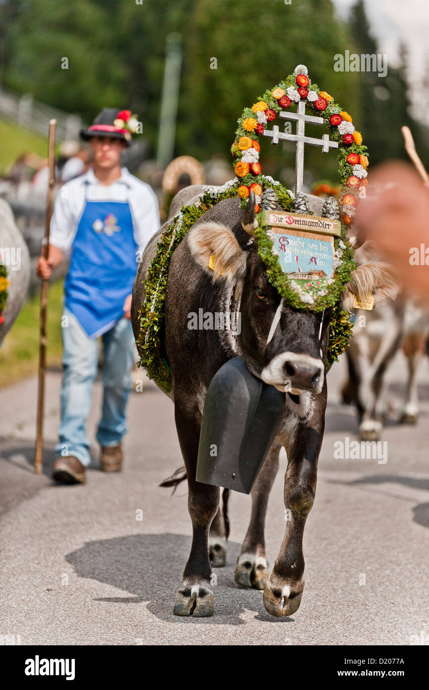 Kuh mit Blumenschmuck, Laufwerk aus dem Berg Weiden, Almabtrieb, Ultental, Südtirol, Italien Stockfoto