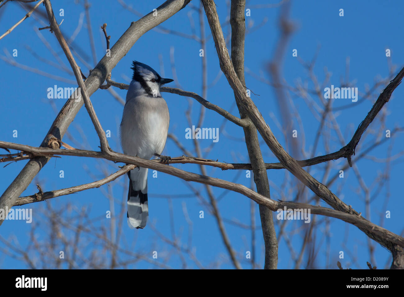 Milford, Michigan - Blauhäher (Cyanocitta Cristata). Stockfoto