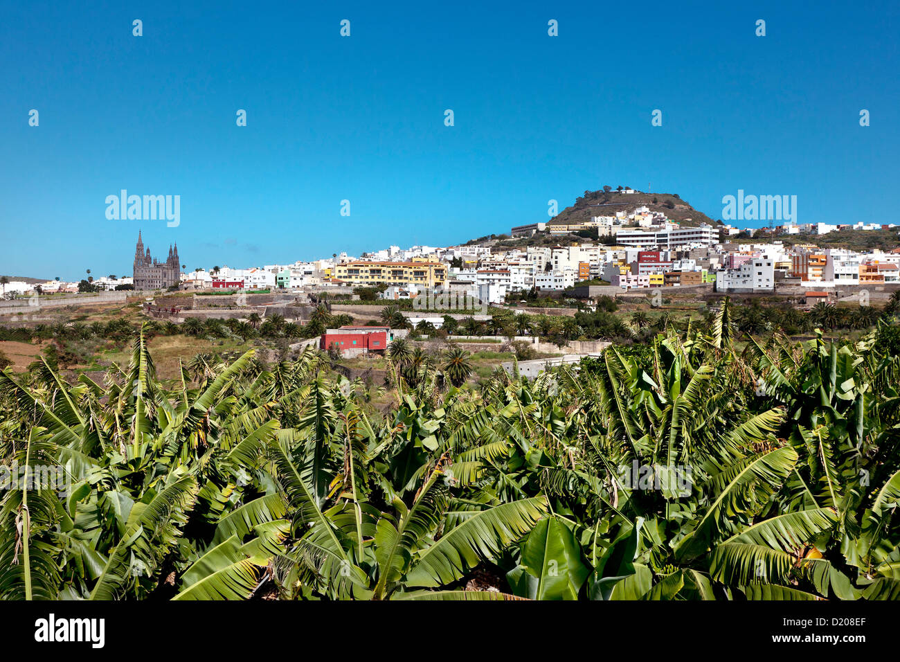 Blick auf die Bananenplantagen, Kirche, Arucas, Gran Canaria, Kanarische Inseln, Spanien Stockfoto