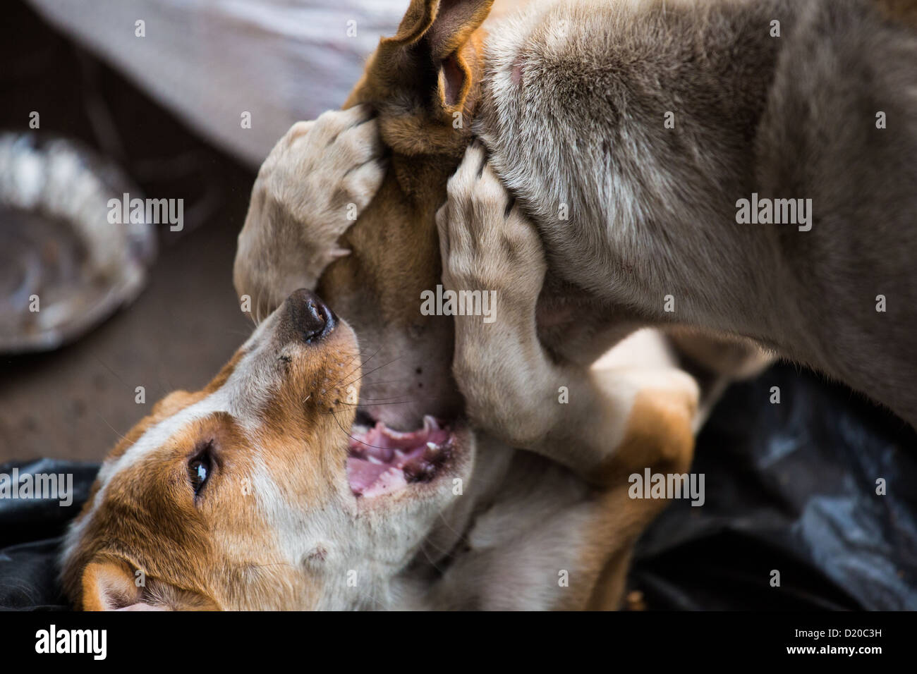 Straßenhunde, Alt-Delhi, Indien Stockfoto