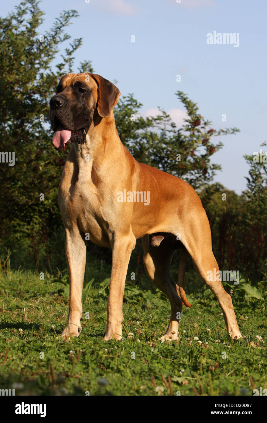 Deutsche Dogge Hund / Deutsche Dogge Erwachsenen Fawn Standardprofil Stockfoto