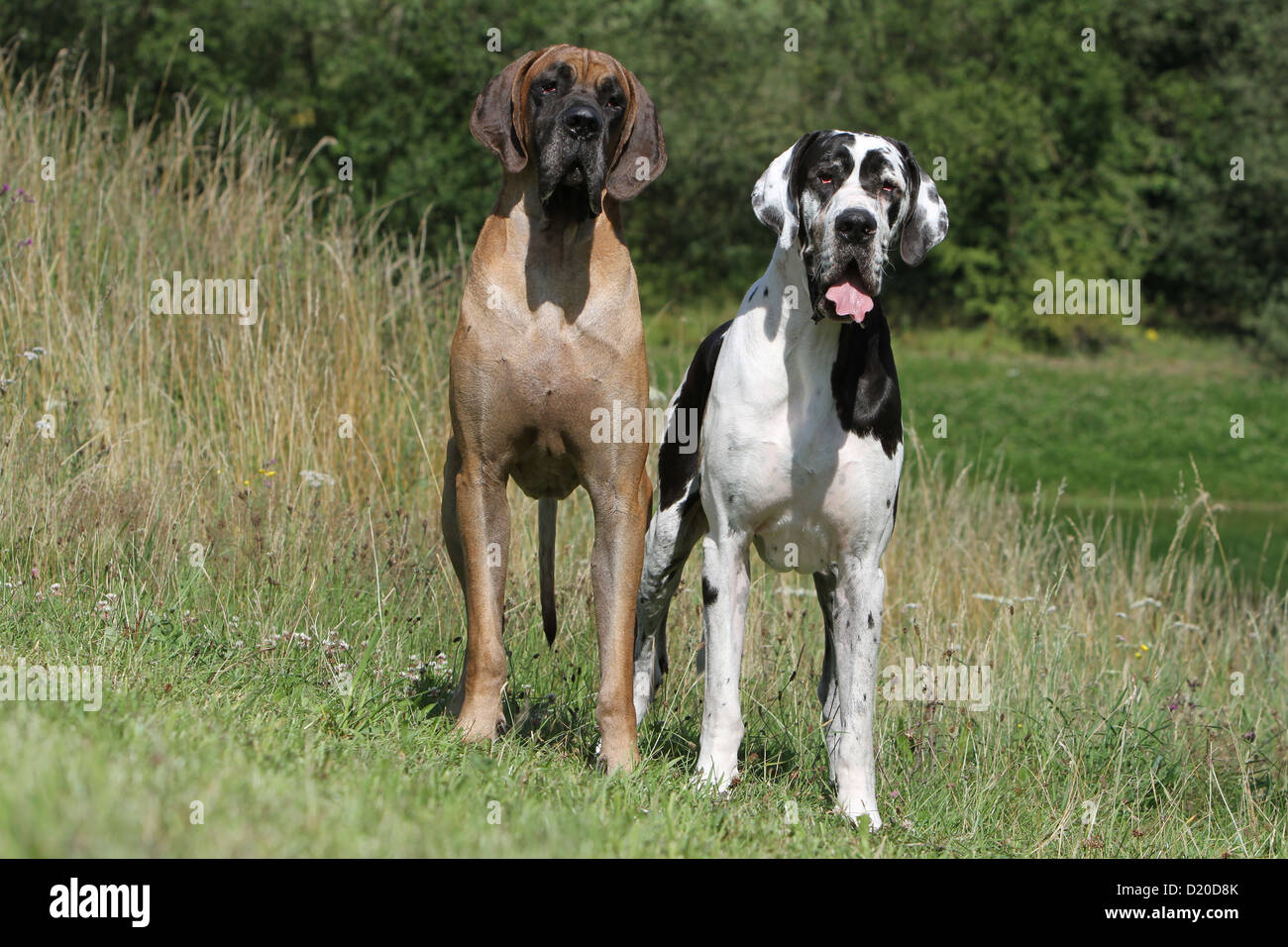 Deutsche Dogge Hund / Deutsche Dogge zwei Erwachsene stehen verschiedene Farben Stockfoto