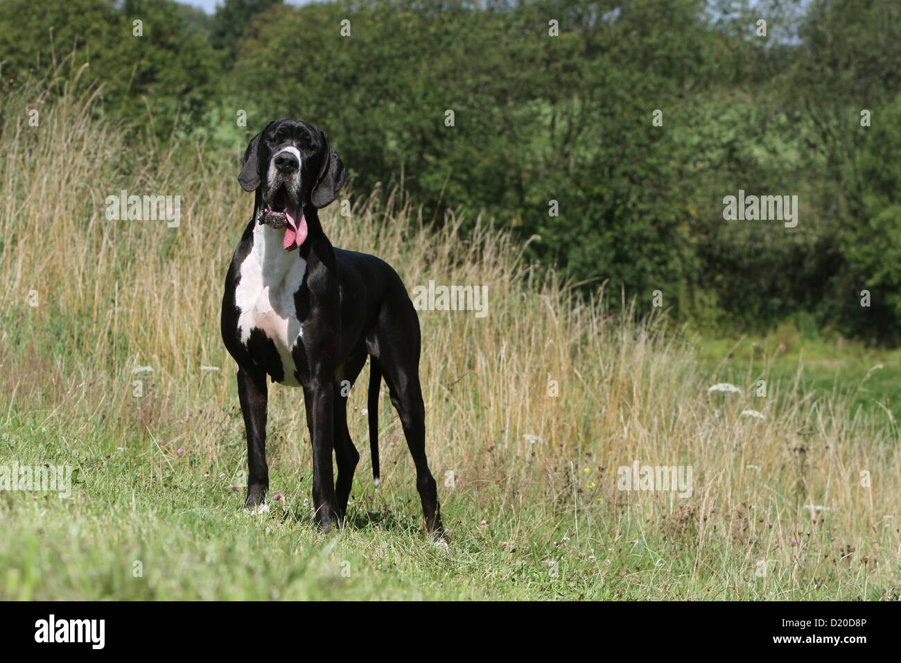 Deutsche Dogge Hund / Erwachsene Deutsche Dogge schwarz stehen auf einer Wiese Stockfoto