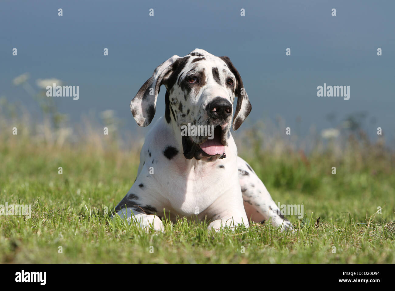 Deutsche Dogge Hund / Deutsche Dogge Welpen Harlekin liegen auf einer Wiese Stockfoto