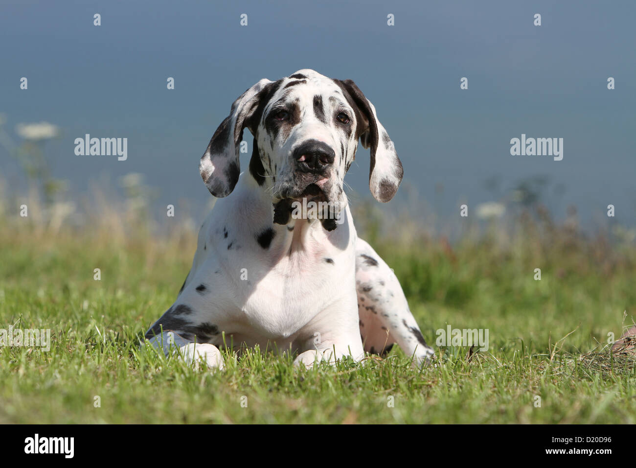 Deutsche Dogge Hund / Deutsche Dogge Welpen Harlekin liegen auf dem Rasen Stockfoto