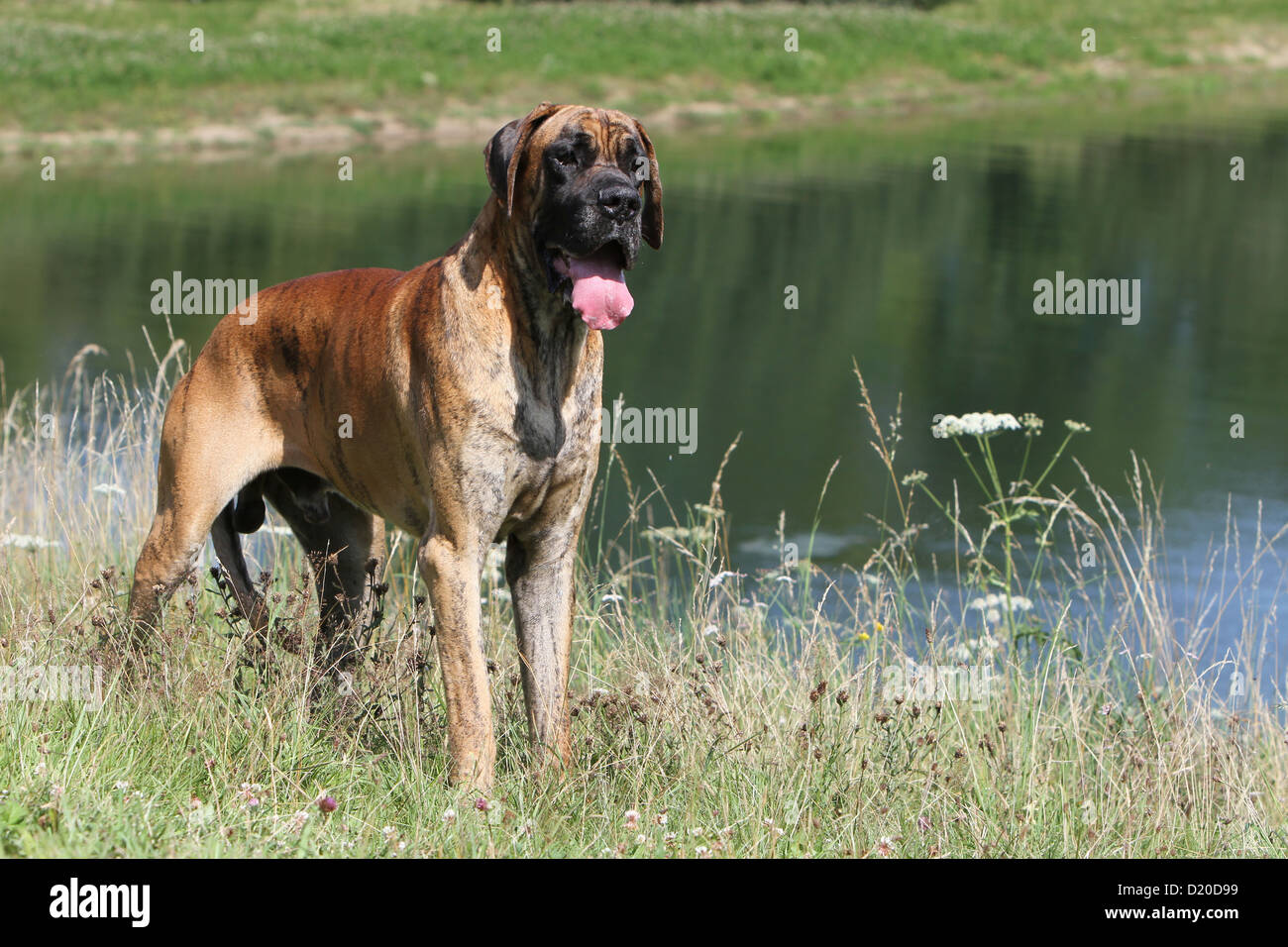 Deutsche Dogge Hund / Deutsche Dogge Erwachsenen Reh stehend auf einer Wiese Stockfoto