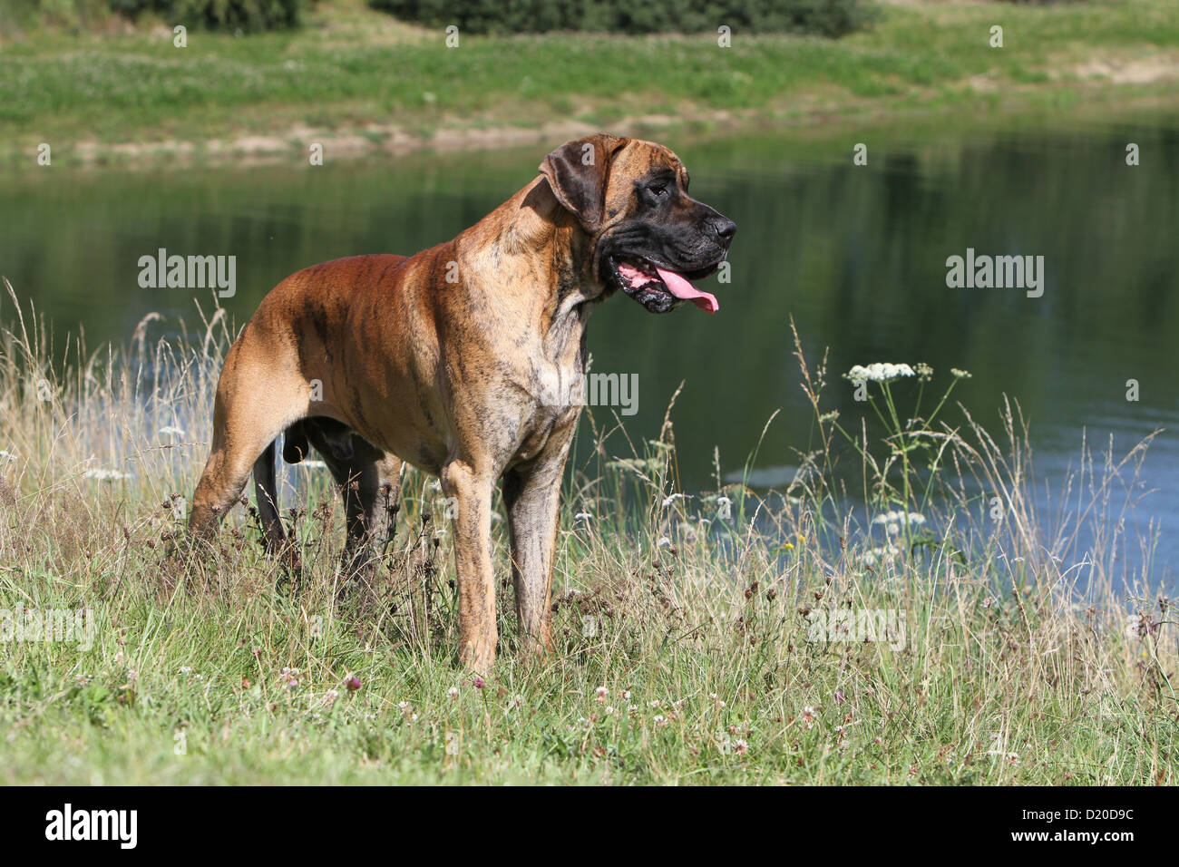 Deutsche Dogge Hund / Deutsche Dogge Erwachsenen Reh stehend auf einer Wiese Stockfoto