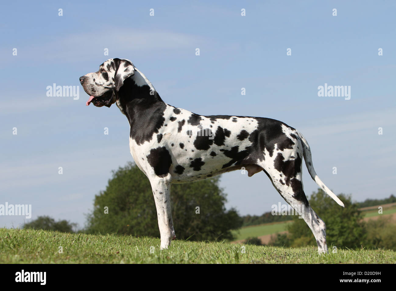 Deutsche Dogge Hund / Erwachsene Deutsche Dogge Harlekin-Standardprofil Stockfoto